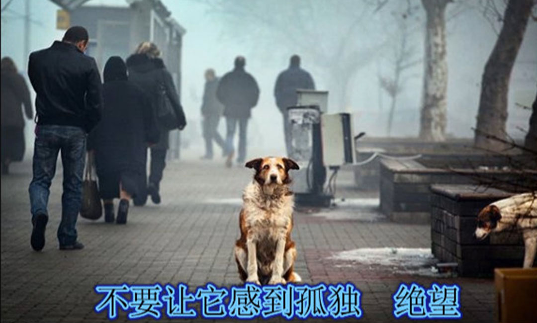 那曲那曲爱影圈微博微信转发案例